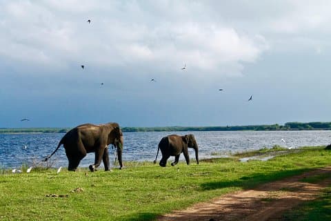 Incrível Sri Lanka (24 dias)