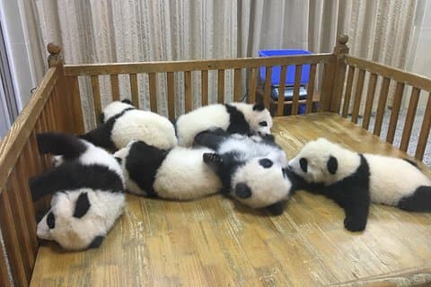 Kleine Gruppe Halbtag Chengdu Panda Zuchtzentrum Tour