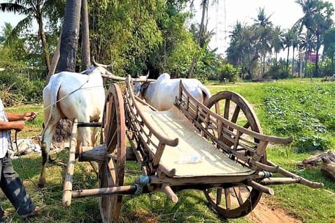 Aldeia Rural com Viagem de Carro de Boi e Bênção do Monge