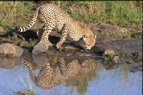 Nairobi National Park Tour