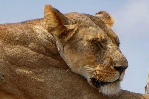 Dagtocht in Arusha National Park