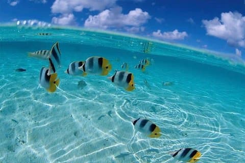 Combo Jhony Cay, Aquarium, Bay and Mangroves