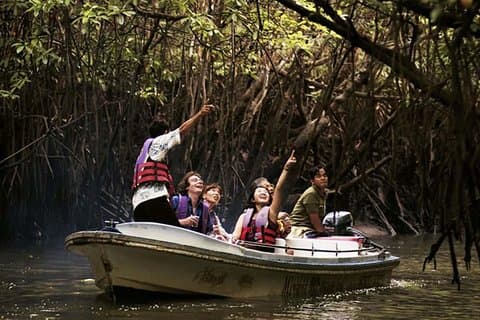 Mangrove Forest Tour In Langkawi