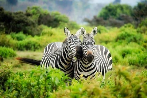Excursión de 12 días a la vida salvaje de Kenia, Tanzania
