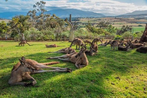 Shore Excursion: Hobart Highlights Day Tour