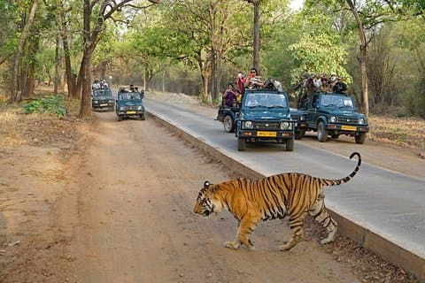 Excursão de 4 dias ao Triângulo Dourado com Ranthambore Tigers Safari