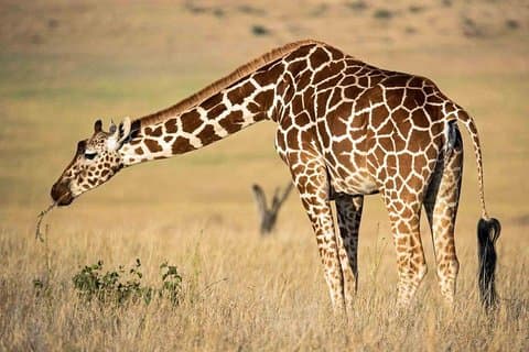 タランギーレ国立公園、セレンゲティ国立公園、ンゴロンゴロクレーターのプライベートツアーまでの5日間