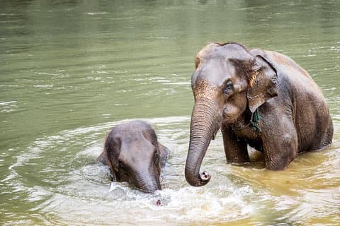 Kanchanaburi lokal mat og elefantpleie