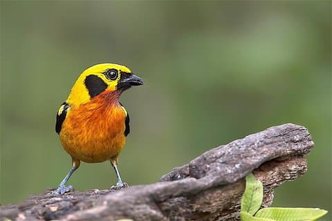 Avventura Amazzonica di 7 Giorni: Zona Riservata Manu & Leccata di Argilla Macaw