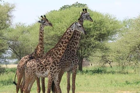 3 giorni Tanzania Budget Safari - Tarangire, Ngorongoro, Manyara