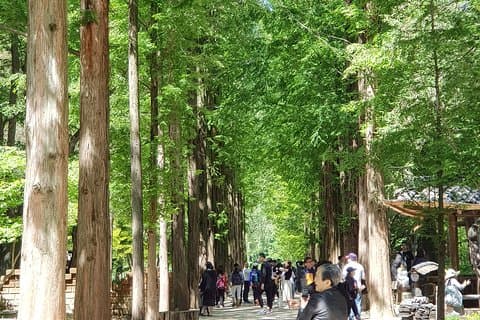 Vinter Sonata TV Tour på Nami Island från Seoul
