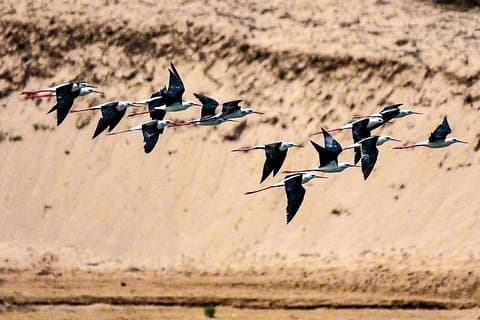 Utforska Agadirs nationalparkssafari med lunch och upphämtning