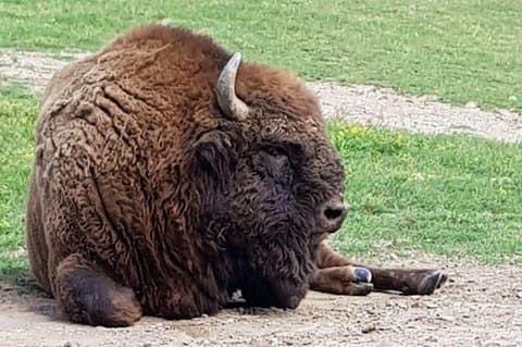 Day trip from Brasov: Bison reserve & traditional lunch