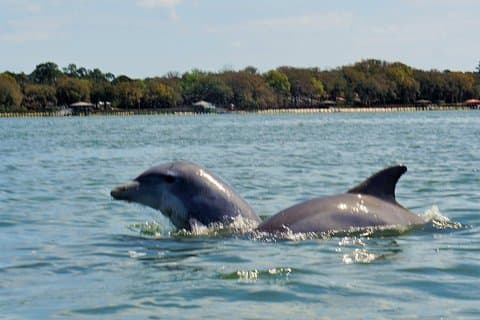 2 uur durende privé Hilton Head-cruise om dolfijnen te spotten