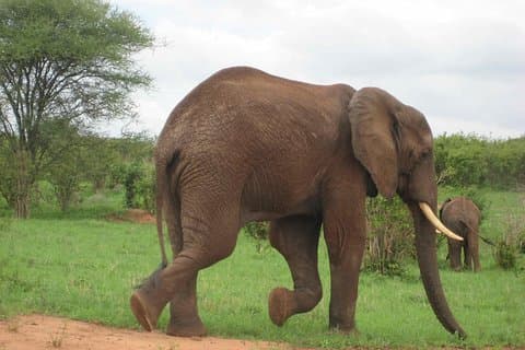 Tanzania Wildlife Safari - Tarangire | Serengeti and Ngorongoro Crater