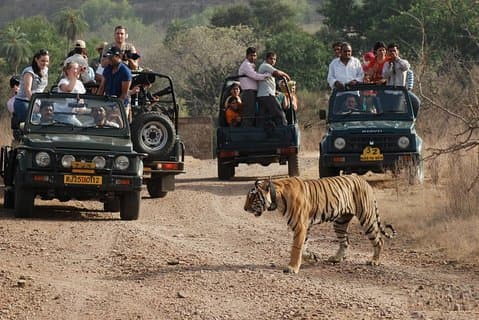 Excursión de 5 días al Triángulo de Oro con Ranthambore Tiger Safari