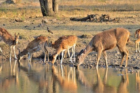 Jaipur: Ranthambore National Park- 4 hour Jeep or Canter Safari