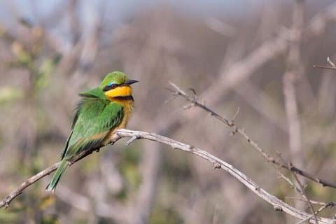 Manyoni Birding Safari