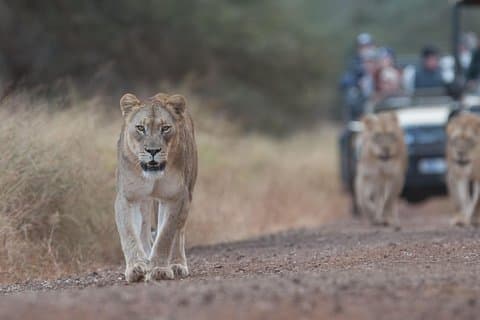 Manyoni Safari Drive