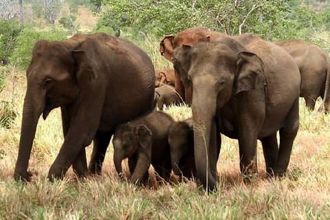 Full Day Shared Safari at Yala National Park by Yala La Safari Tours