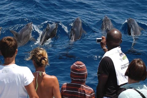Havets ånd: Hvalsafari på Gran Canaria