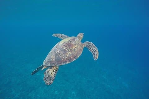 Schildpaddenontmoeting met Yumi Tours