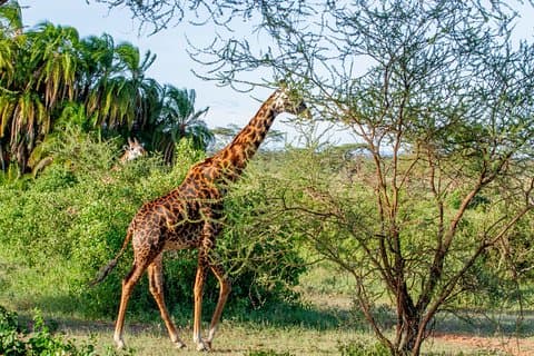 6 Tage Luxus Northern Circuit Safari - Ein Blick auf Tansania Abenteuer