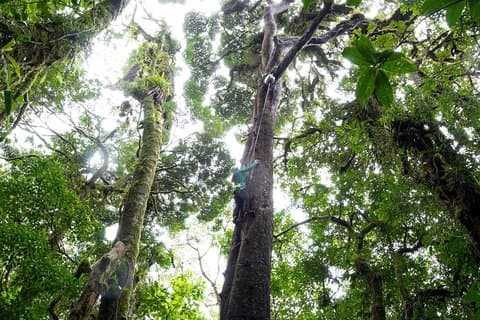 Sky Tram- Sky Trek & Arboreal Tree Climbing Fra Monteverde