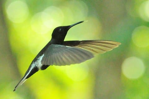 Birdwatching tour to Tijuca National Park with Pica-pau Tours