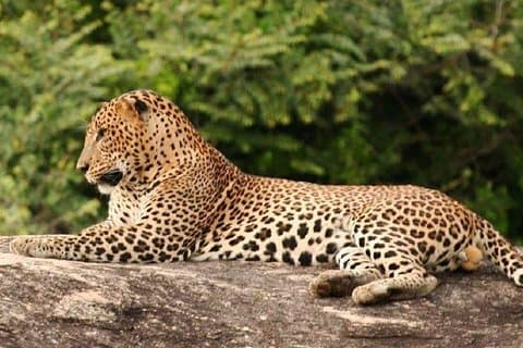 Safari privé en soirée au parc national de Yala