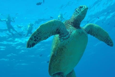 ハナウマ湾ガイド付きシュノーケルツアー（入場時間保証）