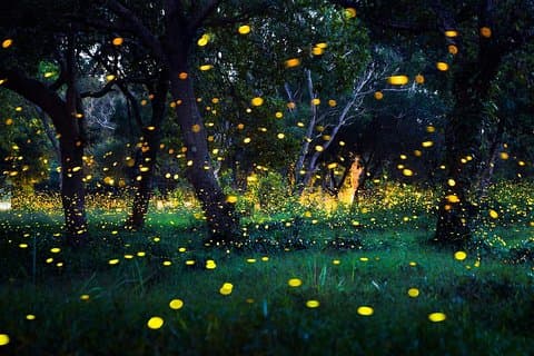 Kuala Selangor Fireflies Tour From Kuala Lumpur