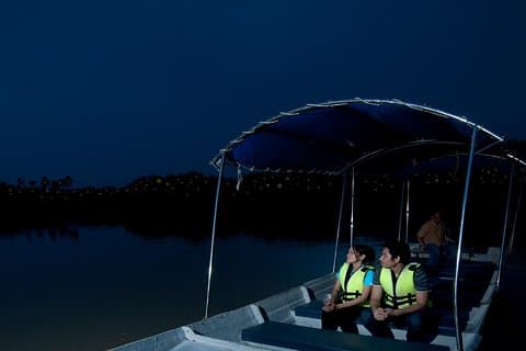 Privat tur: Kuala Selangor Firefly Blinkings inkludert Seafood Dinner