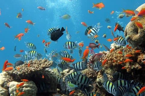 Heldags Koh Phi Phi dykkerkursus fra Phuket