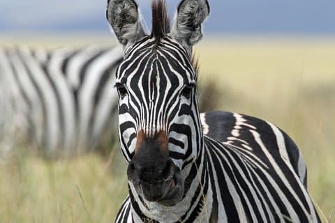 4-dages safari fra Arusha: Tarangire, Serengeti og Ngorongoro