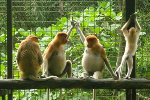 Lok Kawi Wildlife Park
