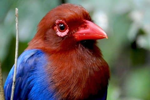 Sinharaja Rain Forest 2-dagers fågelutfärd