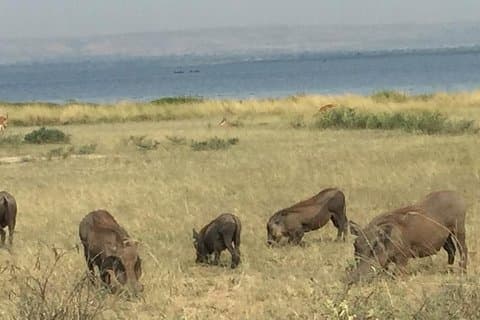 3-tägige Wildtiertour im Murchison Falls NP, Schimpansen- und Nashornverfolgung.