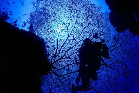 DiveGurus - ボラカイでのスキューバ ダイビング