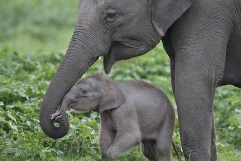 Visite privée d'une demi-journée: visite à domicile du parc national Udawalawe avec Elephant Transit