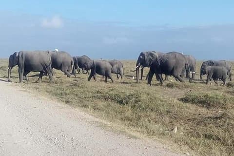 3 dager Camping Safari i Amboseli nasjonalpark, Kenya