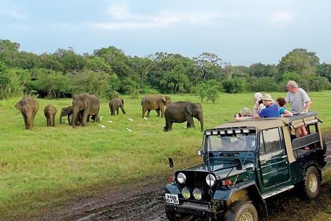 Polonnaruwa: Afternoon Wildlife Safari in Minneriya National Park