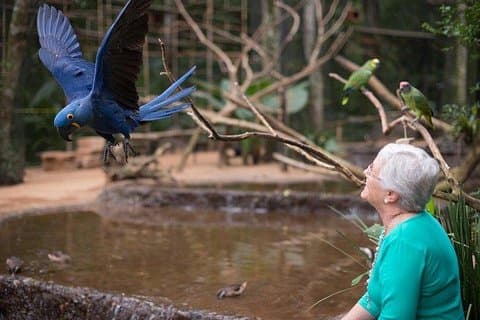 Barrage d'Itaipu et parc ornithologique et chutes d'Iguassu, côté brésilien des hôtels de Puerto Iguazu
