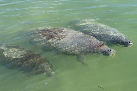 Explore Mangrove Creeks with an All Day SUP/single kayak Rental