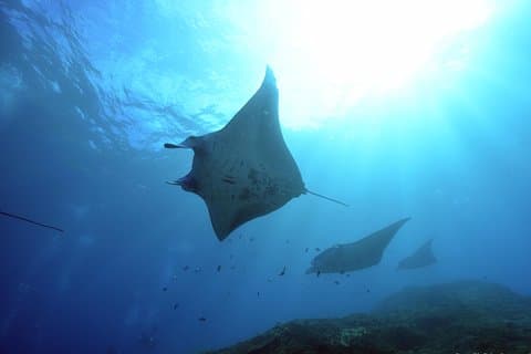 Excursión de un día a Nusa Penida para 3 inmersiones