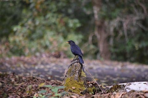 Observation des oiseaux