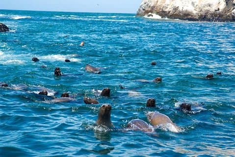 Schwimmen mit Seelöwen in Palomino Island