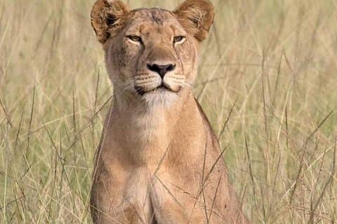 Mambo Gorilla Safaris ist eine in Afrika ansässige Reiseagentur, die das Beste bietet, was es je gab