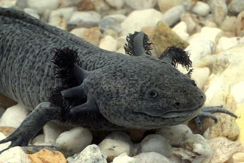 Axolotl Tour fra CDMX