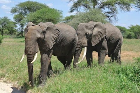 Parc national d'Arusha 4 jours
